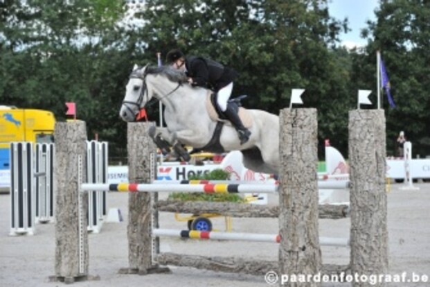 SBB Jonge paarden Bekkevoort - Steenberg