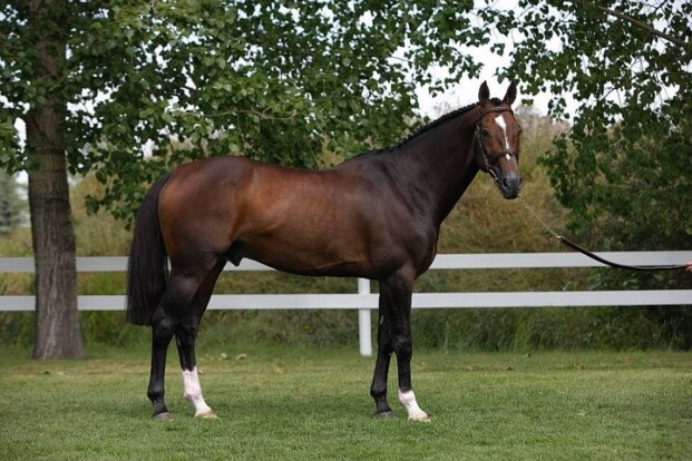 Hickstead-zoon wint Amerikaanse GP Hickstead-zoon wint Amerikaanse GP