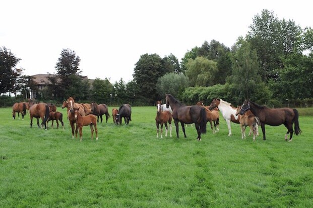 Paarden onderwerp in Europees Parlement Paarden onderwerp in Europees Parlement