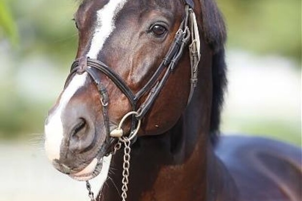 Casall ASK best verdienende paard november Casall ASK best verdienende paard november