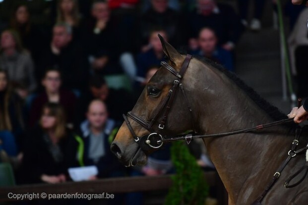 CSI2* Oliva: Ook winst voor D’Andrimont!