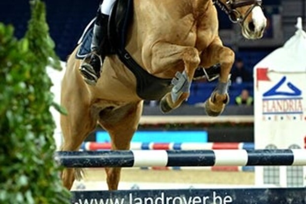 Ilona van de bochten naar KG-sporthorses Ilona van de bochten naar KG-sporthorses