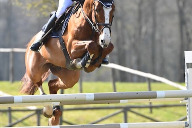 CSI5*-W Göteborg: Overwinning voor Muff CSI5*-W Göteborg: Overwinning voor Muff