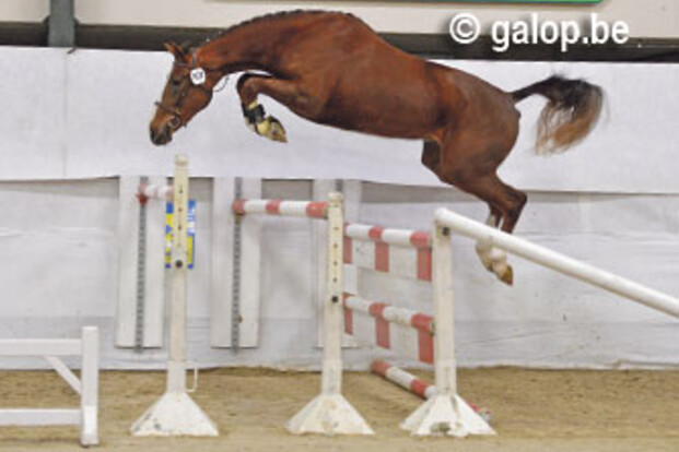 Kerly de Regor in handen van Spits en De Roeck