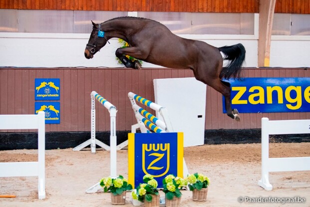 Querido VG Z in 2019 ter dekking bij KEROS!