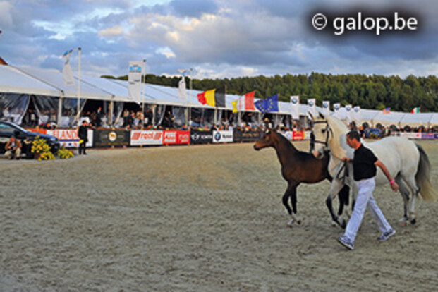 Auction Aalst International gaat door