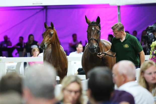 Flanders Foal Auction verkoopt uit op eerste veulenveiling van het jaar