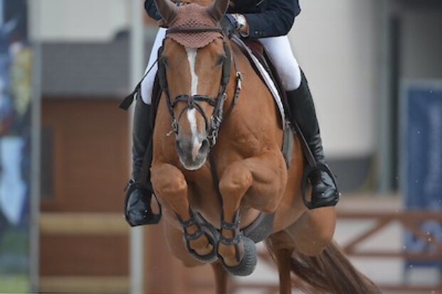CSIYH1* Offenburg: Verlooy op het podium! CSIYH1* Offenburg: Verlooy op het podium!