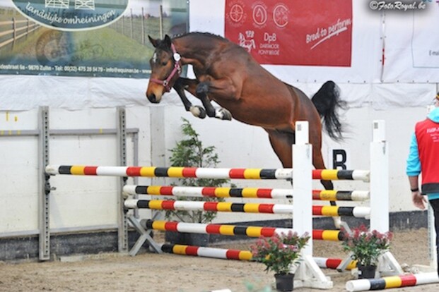 Zoon Imogen de Regor wint vrij springen Zoon Imogen de Regor wint vrij springen