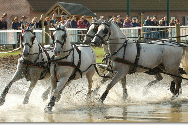 Glenn Geerts probeert Lipizzaners