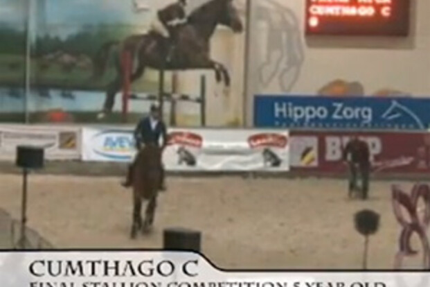 Video Cumthago C finale Hengstencompetitie