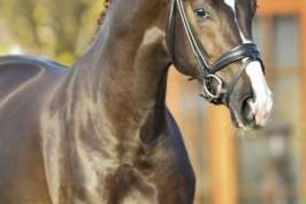 Paarden-KI Service: beste hengsten & service