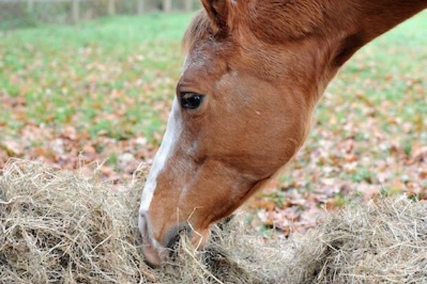 Onderzoek Universiteit Gent paardenrantsoen