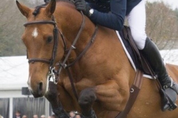Abdel Saïd derde in HOYS GP Birmingham