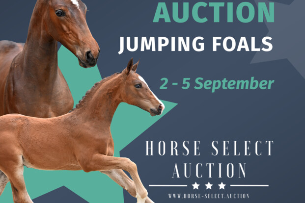 Laatste dag om te bieden bij Horse Select Auction!