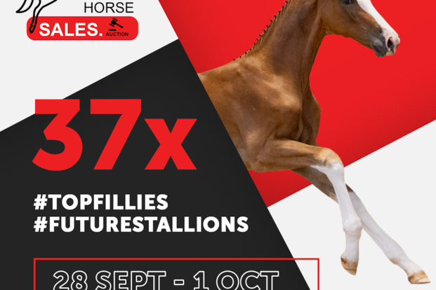 HorseSales.Auction '23 Grab your chance editie.