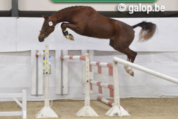Presentatiedag: Louis en Kerly de Regor Paarden van het Jaar