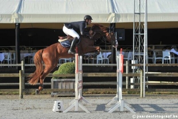 Hercules by Immofluisteraar tweede in GP Hercules by Immofluisteraar tweede in GP