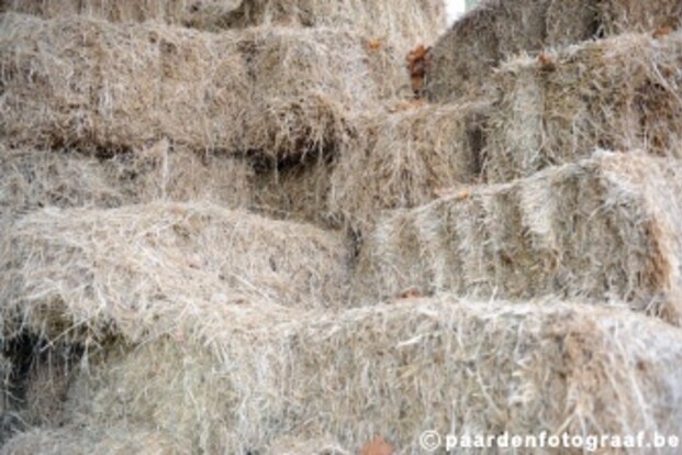 Druk bezocht eerste mini-symposium van de Dienst Paardenvoeding op Flanders Horse Expo