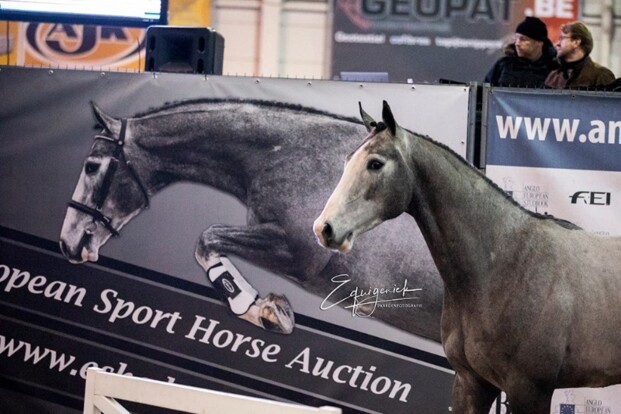 24.000 euro voor veilingtopper ESHA! 24.000 euro voor veilingtopper ESHA!
