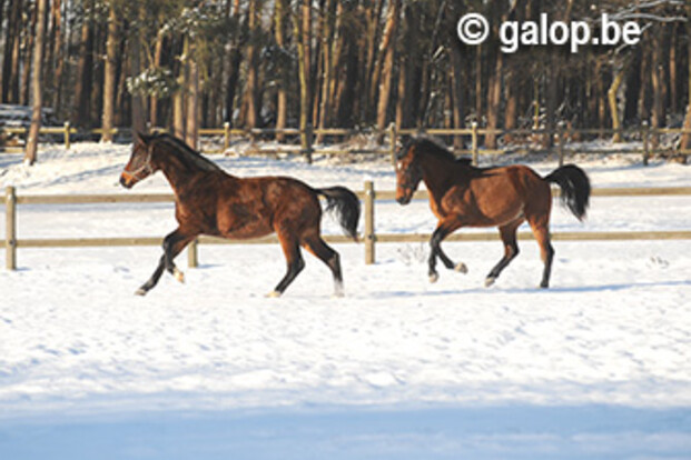 Late winterprik resulteert in diverse afgelastingen