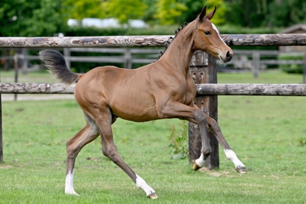 Foals and Young Horses on Air!