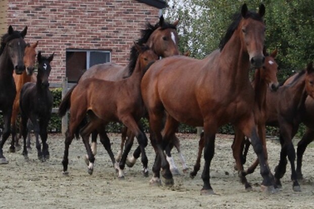 AUCTION TWINKELING presenteert u AUCTION TWINKELING presenteert u