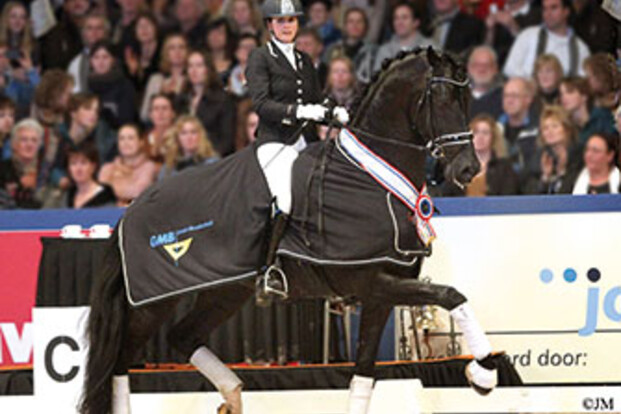 Vivaldi-zoon Desperado beschikbaar via de VDL Stud