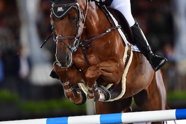 CSI5*-W Basel: Gudrun Patteet wordt 5de!