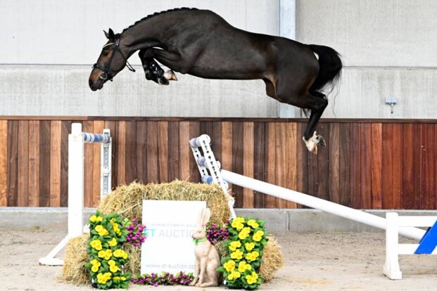 Biedingen sluiten vanavond van de Spring Young Horse & Embryo Editie! Biedingen sluiten vanavond van de Spring Young Horse & Embryo Editie!