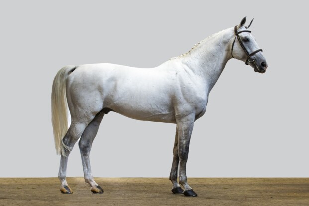 Tweemaal 45.000 euro op jubileumeditie Youhorse.auction