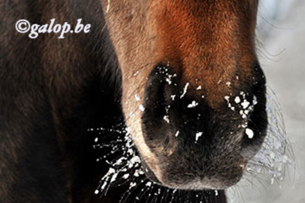 Shuilhok verplicht voor paarden op weide