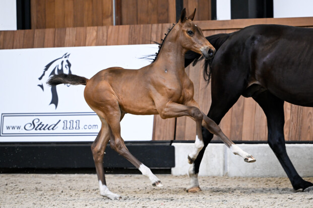 Foal Auction 111 stelt met trots nieuwste collectie topveulens voor!