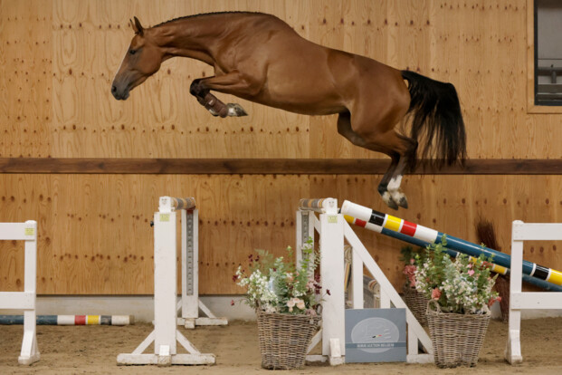 Horse Auction Belgium stelt nieuwe collectie voor!
