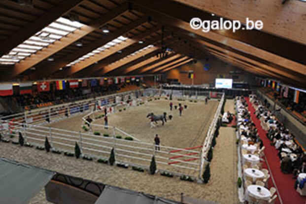 86 hengsten voor 2e fase BWP-keuring in Moorsele