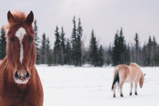 Nieuwe wintercyclus voor jonge paarden Nieuwe wintercyclus voor jonge paarden
