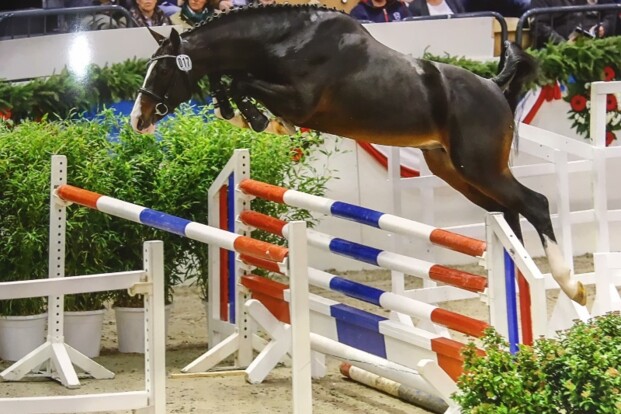 Van de Heffinck investeert in Holstein