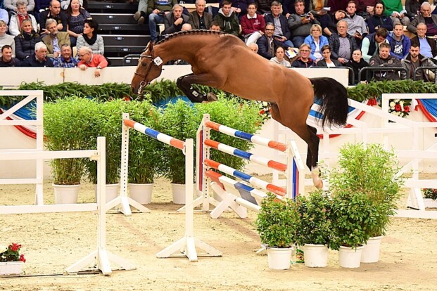 Holsteiner Verband shopt bij Haras de la Vie