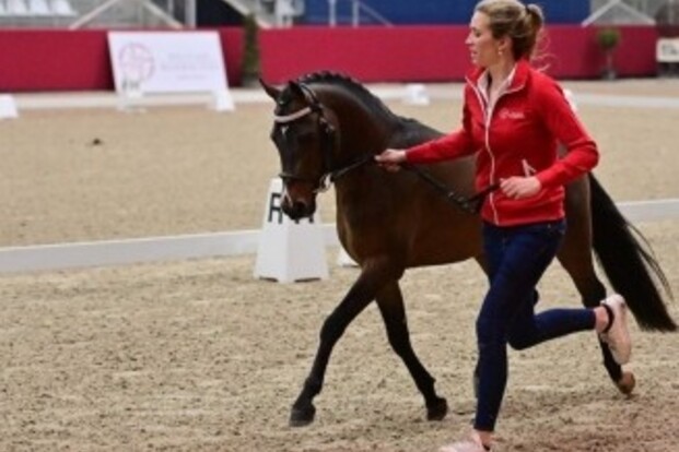 Zes ponyhengsten goedgekeurd voor BRp