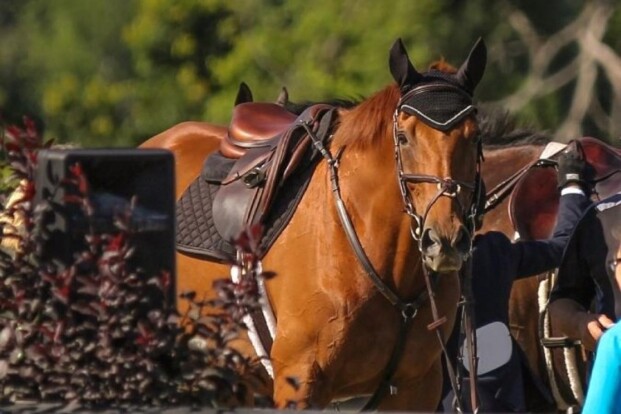 Startschot STX Cyclus Jonge Paarden 2022 Startschot STX Cyclus Jonge Paarden 2022