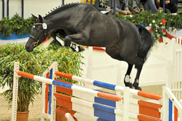 Clarucci C smaakmaker Holsteiner keuring