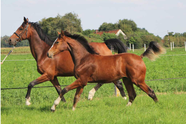 WK winners op AUCTION TWINKELING WK winners op AUCTION TWINKELING