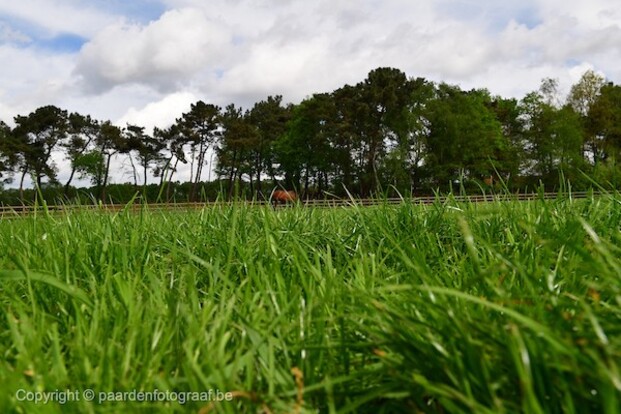 Nieuwe regels voor houders van paarden
