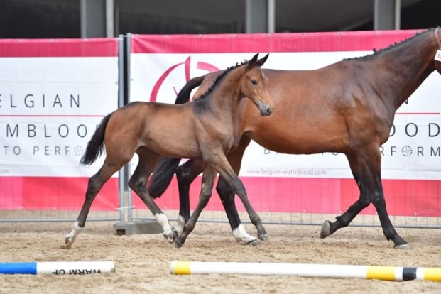Soraya B met €6.500 veilingtopper BWP