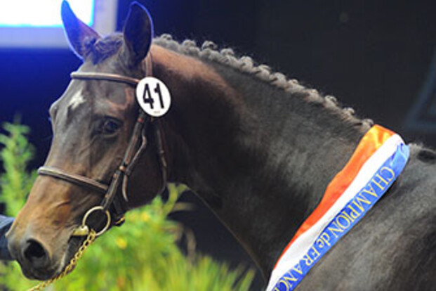 Krismar Stables koopt kampioenshengst SF-keuring
