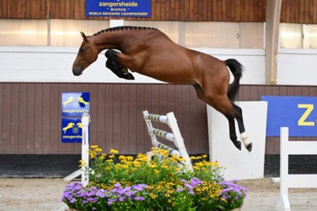 Tweejarige Diamant de Semilly-hengst topkavel in Zangersheide Quality Auction for Young Horses