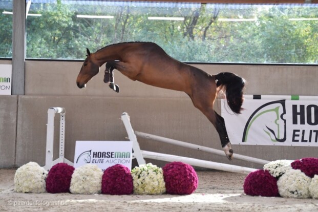 Jouw paard in de Horseman Elite Auction? Jouw paard in de Horseman Elite Auction?