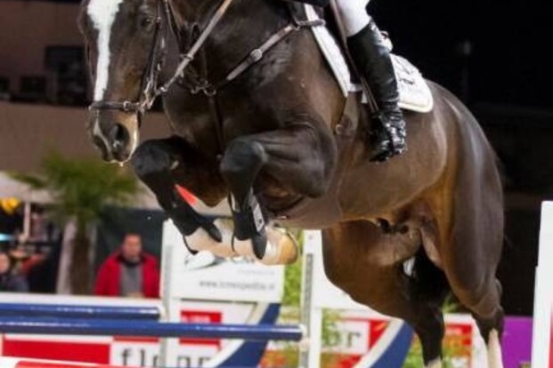 KWPN-hengst El Salvador naar T&L KWPN-hengst El Salvador naar T&L
