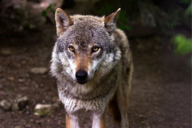 Wolvenalarm: meerdere pony’s slachtoffer van wolven!