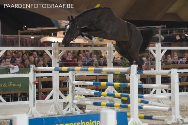 Tobago Z-zoon wint Finale Vrij Springen Tobago Z-zoon wint Finale Vrij Springen